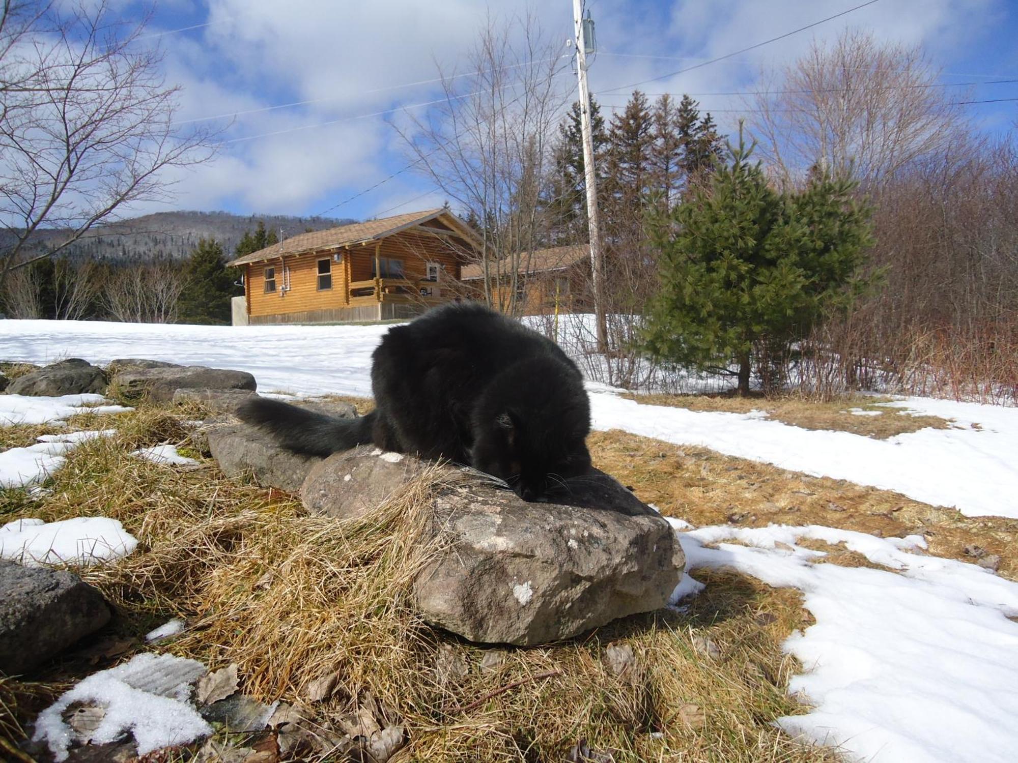 Cajun Cedar Log Cottages Margaree Forks Luaran gambar